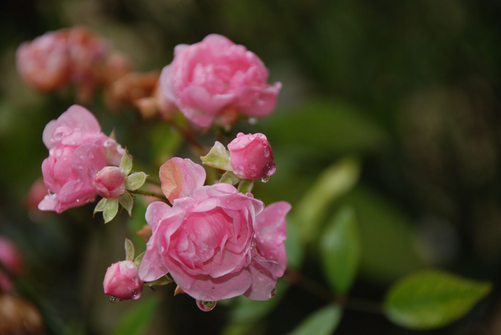 Nikon D80 sample photo. Roses, pink, flowers photography