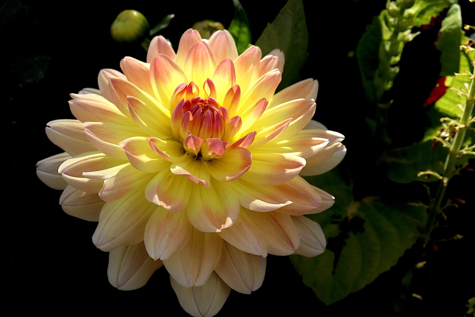 Canon EOS 800D (EOS Rebel T7i / EOS Kiss X9i) + Canon EF-S 18-55mm F4-5.6 IS STM sample photo. Dahlia, flowers, plants photography