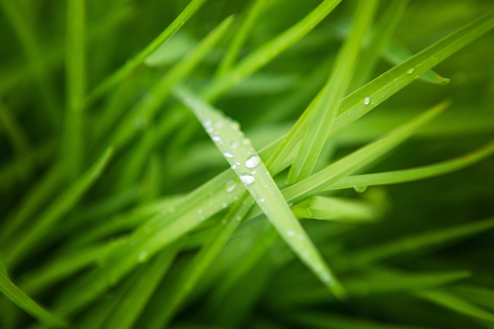 Canon EF 24-70mm F2.8L USM sample photo. Grass, drops, rosa photography