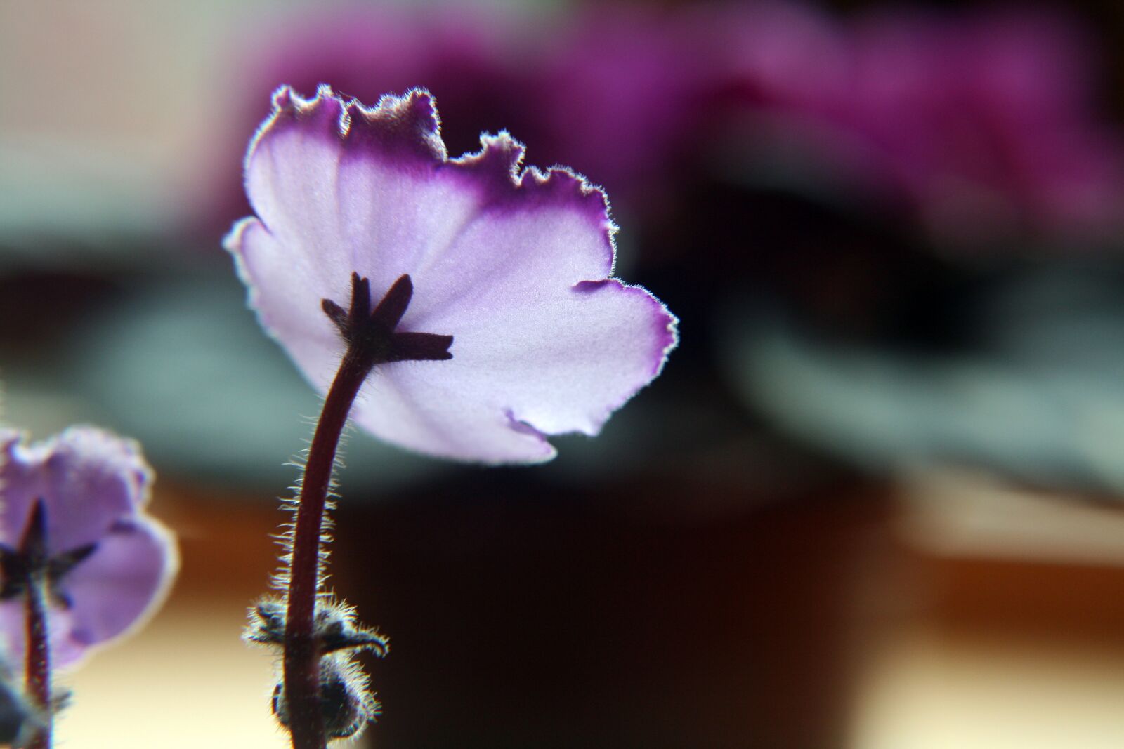Canon EOS 400D (EOS Digital Rebel XTi / EOS Kiss Digital X) sample photo. Violet, purple, lighting effect photography