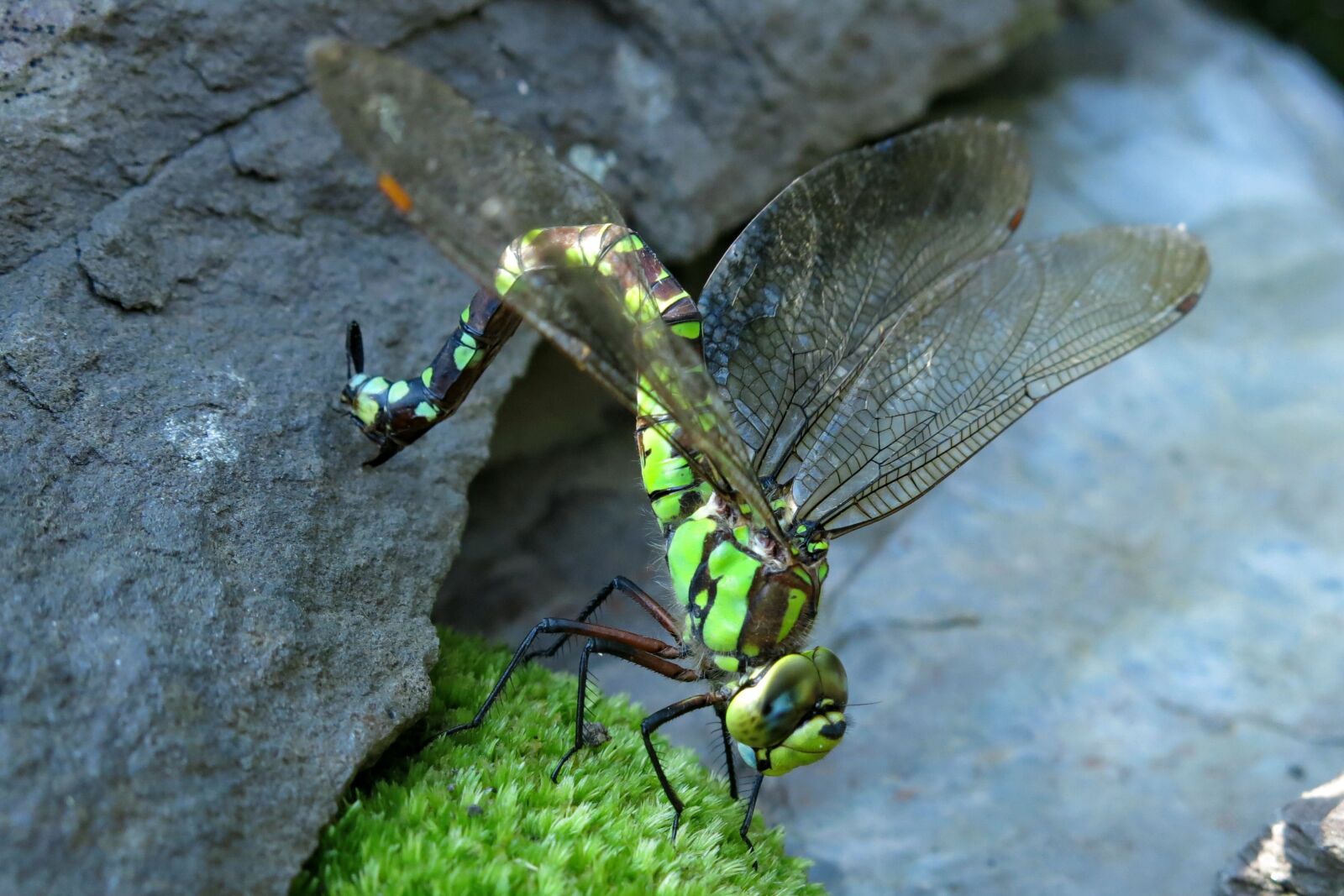 Canon PowerShot G15 sample photo. Blue-green mosaic bridesmaid, dragonfly photography