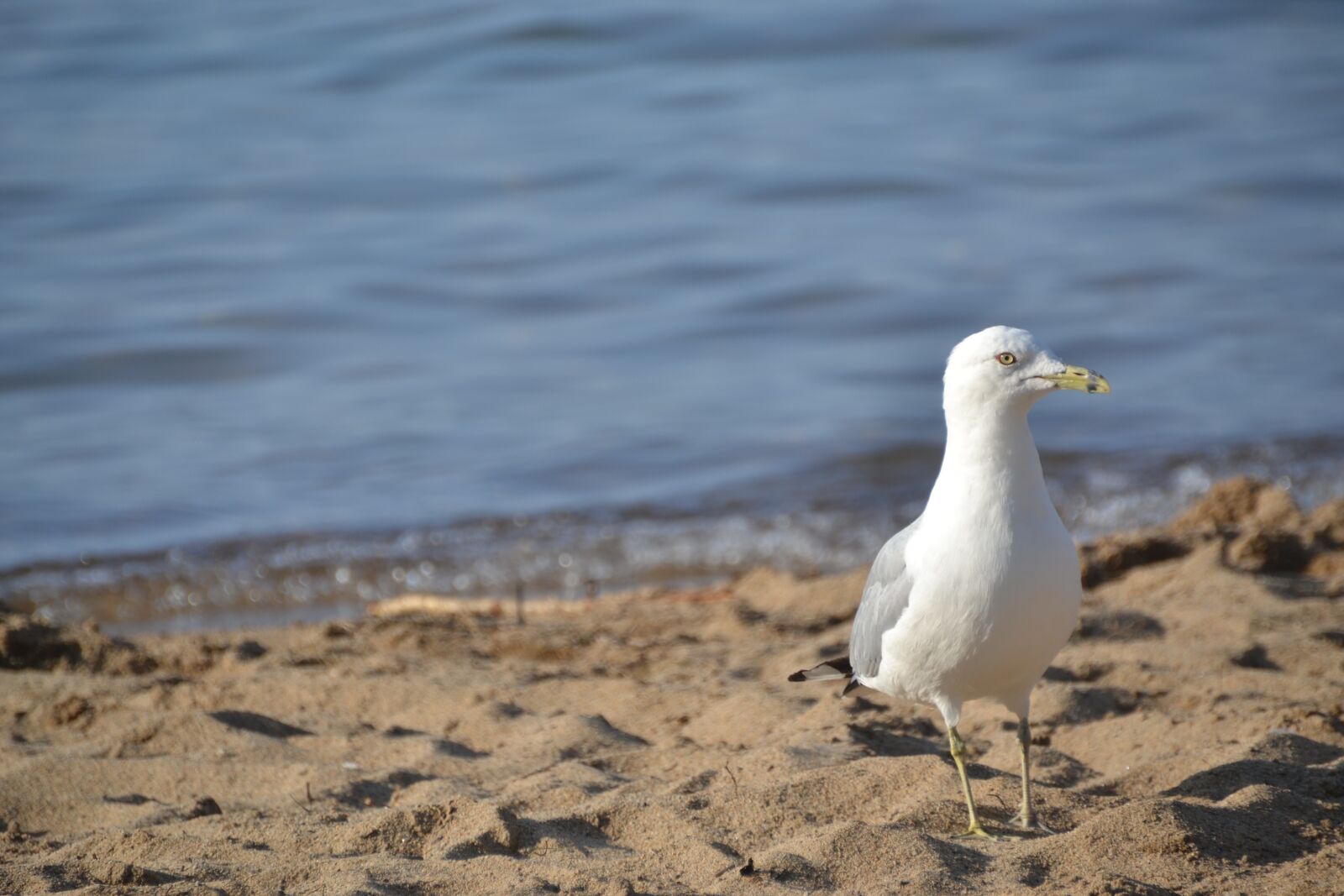 Nikon D3100 sample photo. Seagull, bird, sea photography