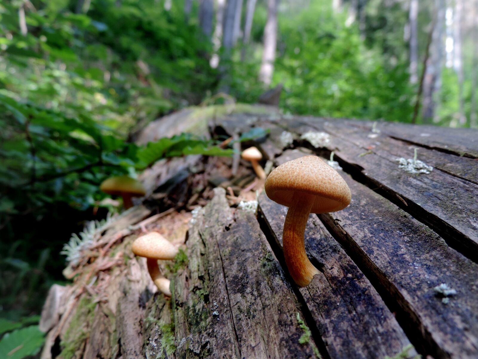 Nikon Coolpix P520 sample photo. Nature, mushroom, autumn photography