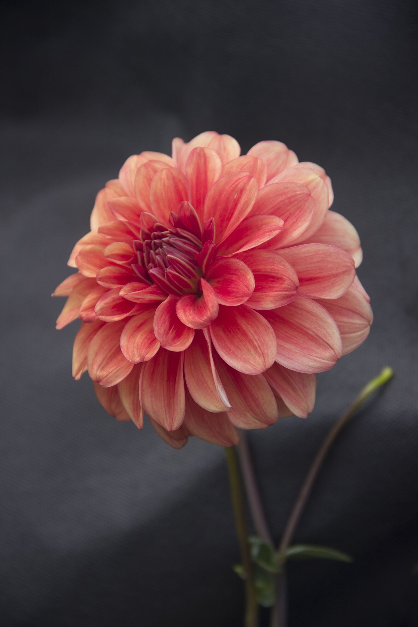 Canon EOS 600D (Rebel EOS T3i / EOS Kiss X5) sample photo. Flower, flora, bloom photography