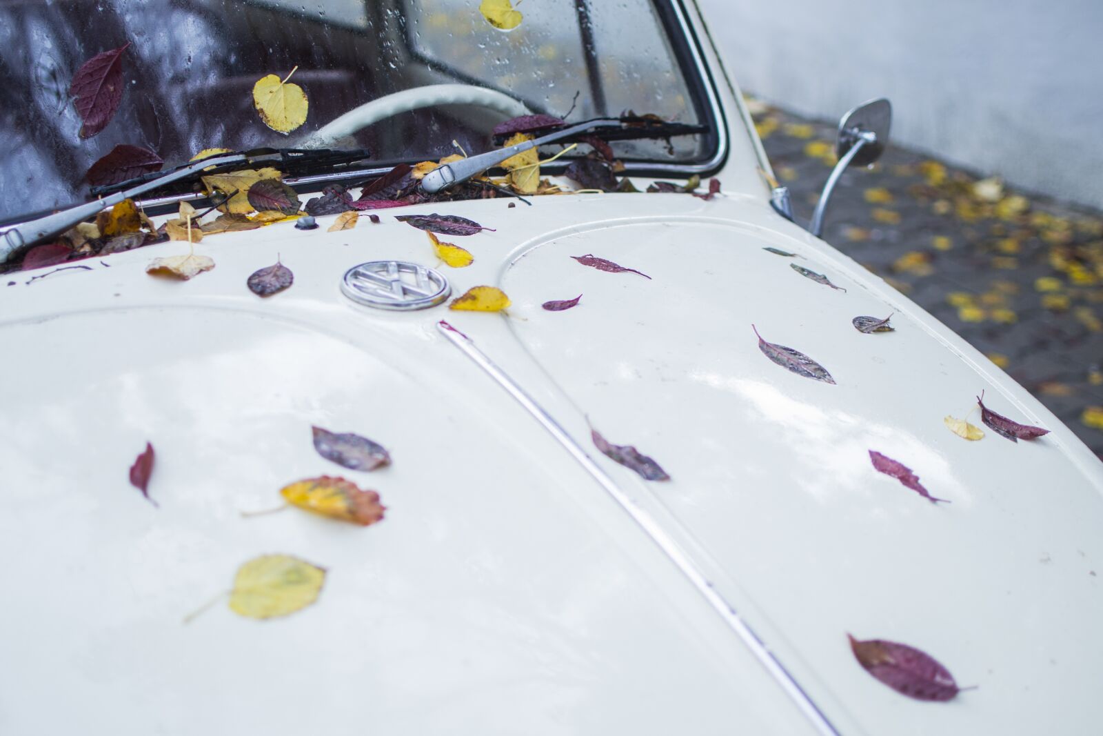 Nikon D3100 sample photo. Leaves, car, leaf photography