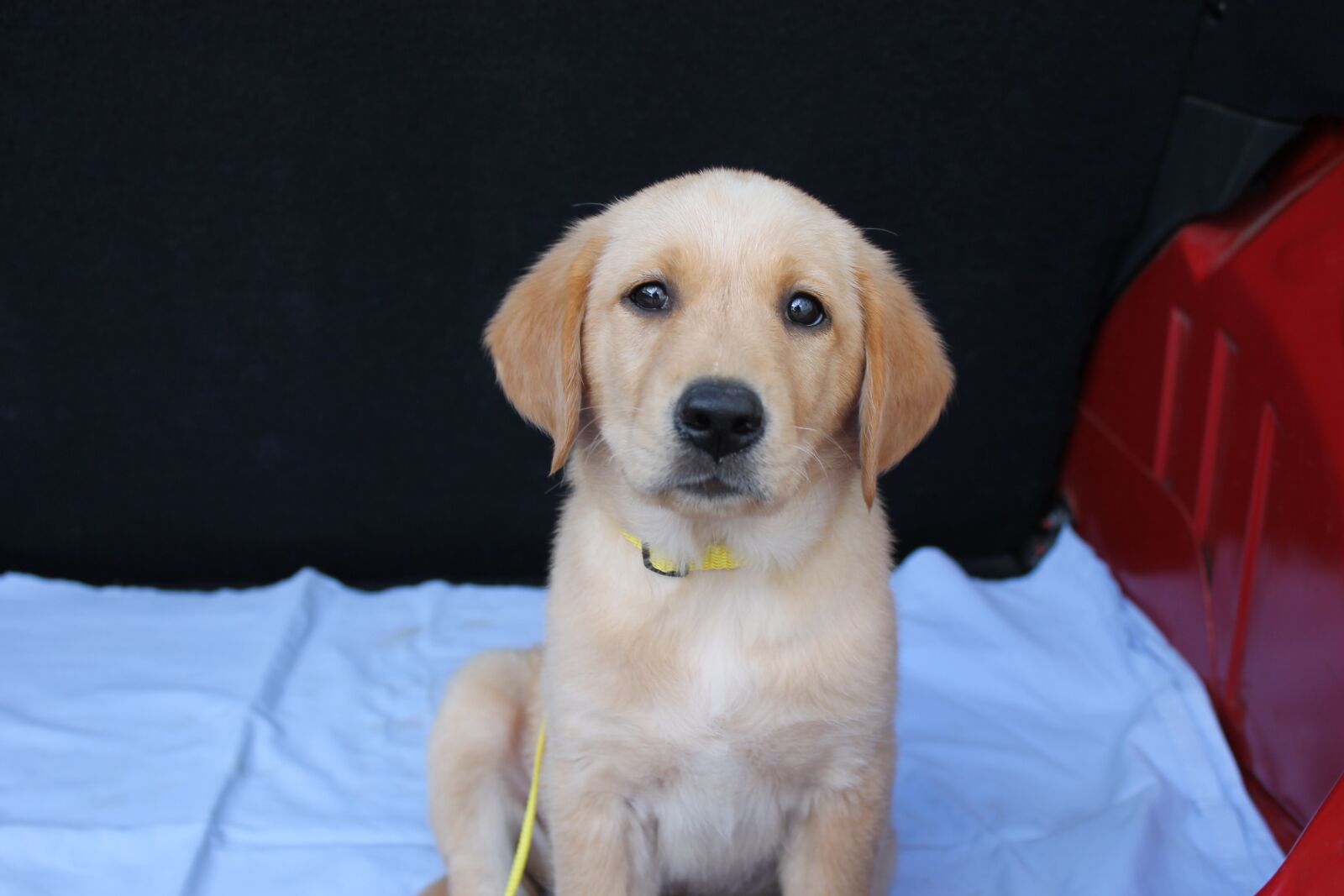 Canon EOS 1100D (EOS Rebel T3 / EOS Kiss X50) sample photo. Hybrid, labrador, golden retriver photography