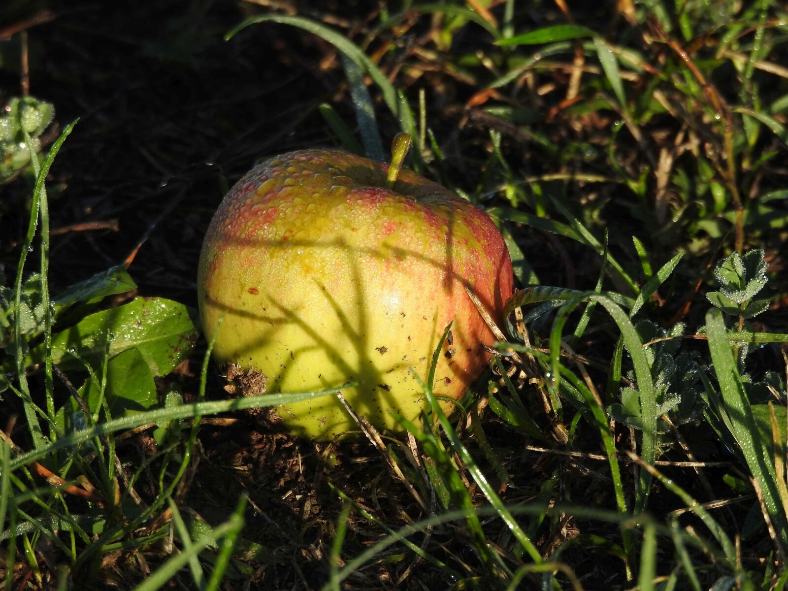 Nikon Coolpix P900 sample photo. Apple, windfall, meadow photography