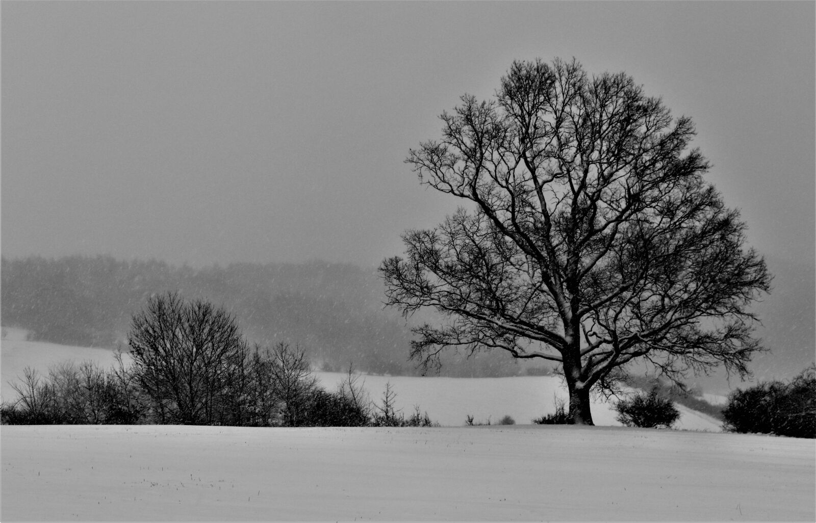 Canon EOS 200D (EOS Rebel SL2 / EOS Kiss X9) sample photo. Landscape, winter, snow photography