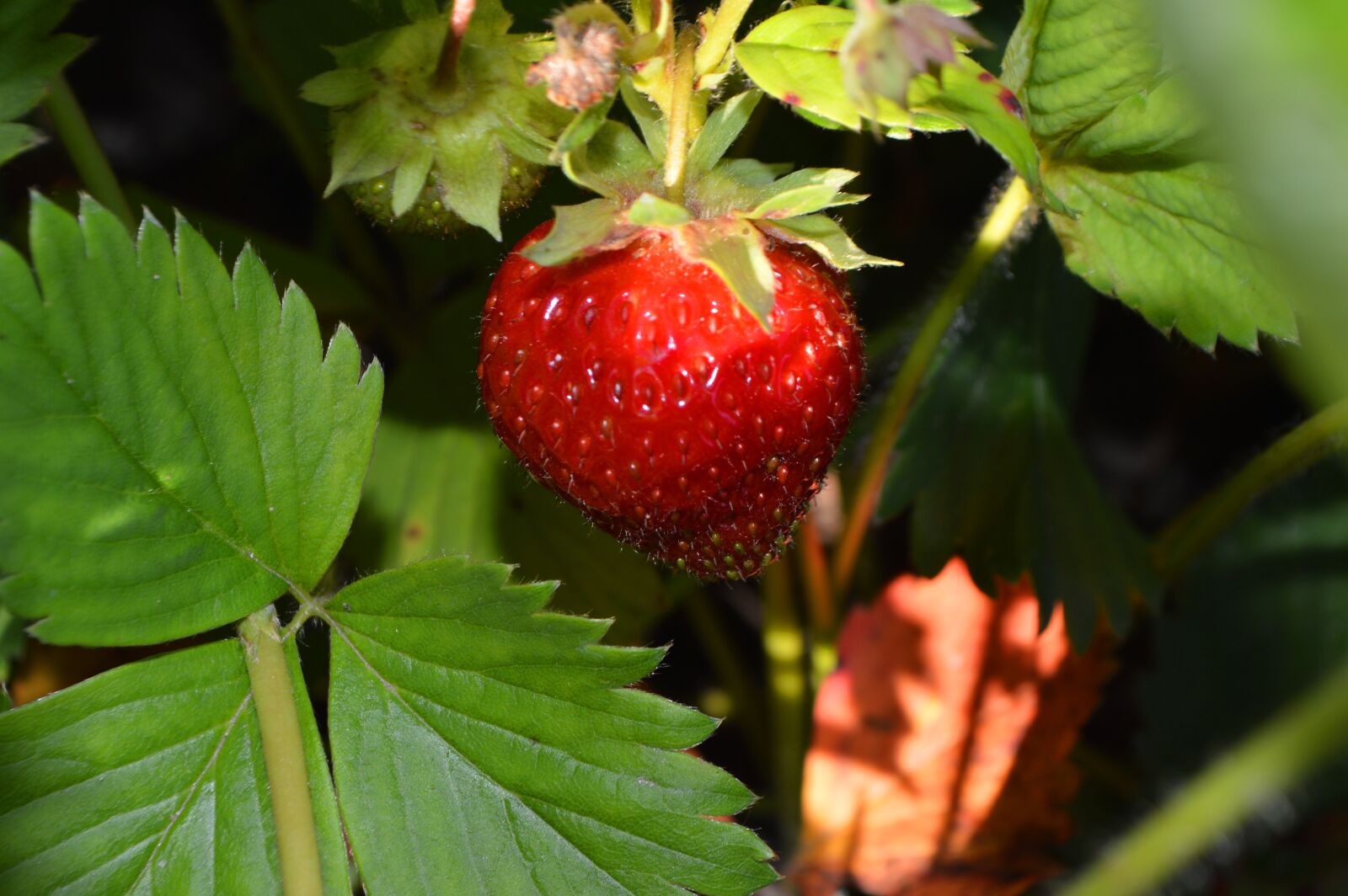 Nikon D3200 sample photo. Strawberry, morning, berry photography