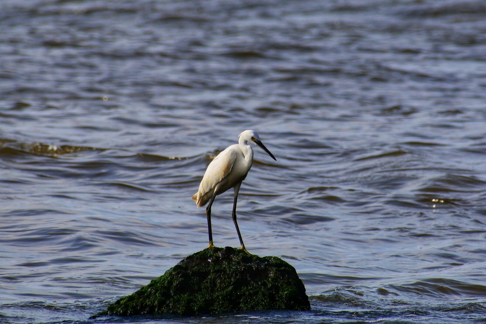 VR 70-300mm f/4.5-6.3G sample photo. Animal, sea, river photography