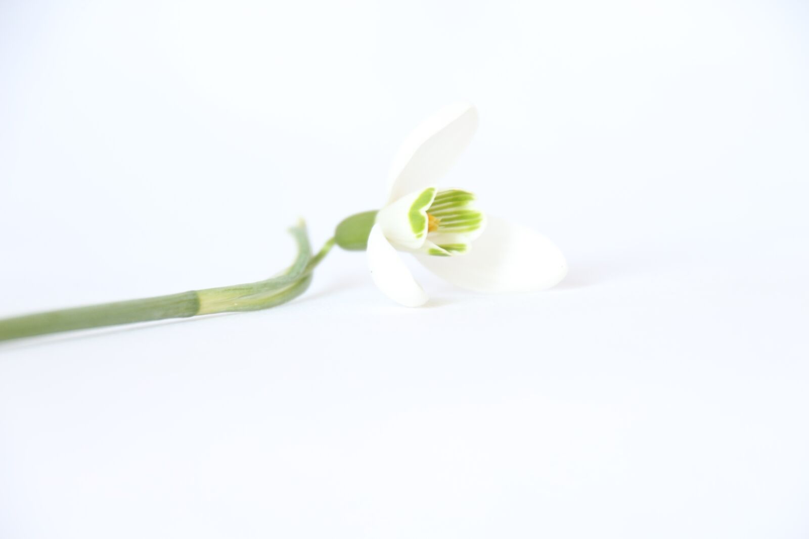 Canon EOS 100D (EOS Rebel SL1 / EOS Kiss X7) sample photo. White, background, flower photography