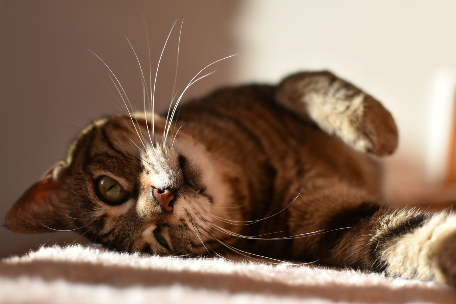 Nikon D3500 sample photo