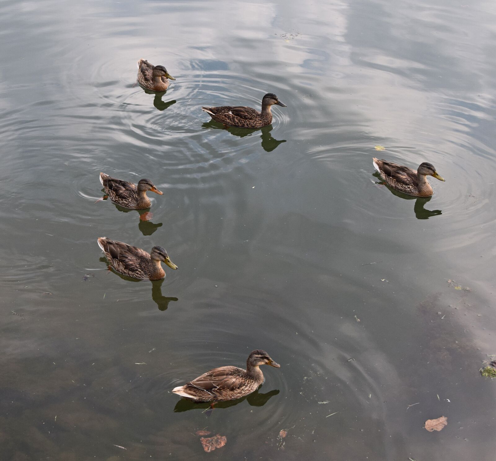 Nikon D3300 sample photo. Duck and older ducklings photography