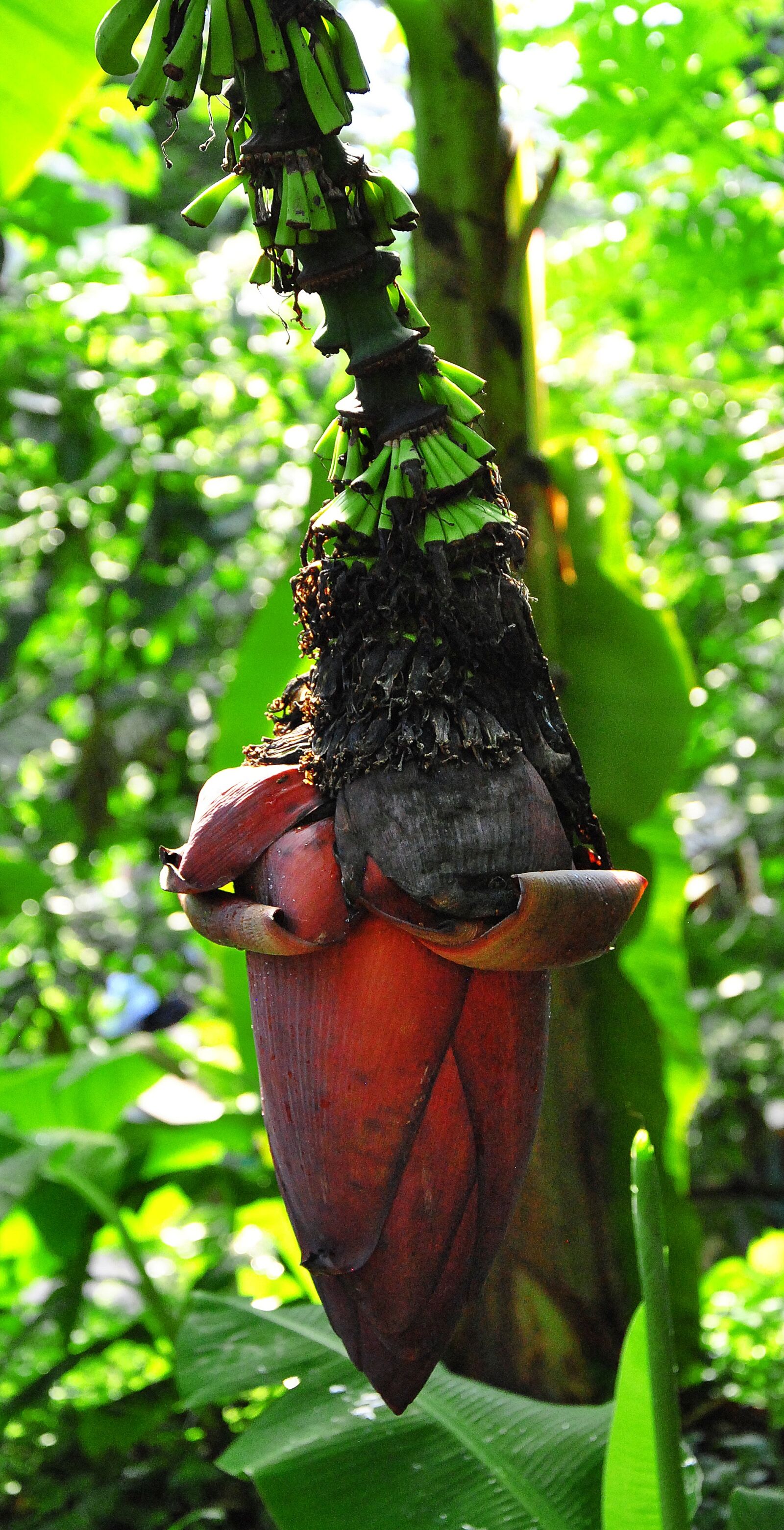 Nikon D3000 sample photo. Banana flower, banana tree photography