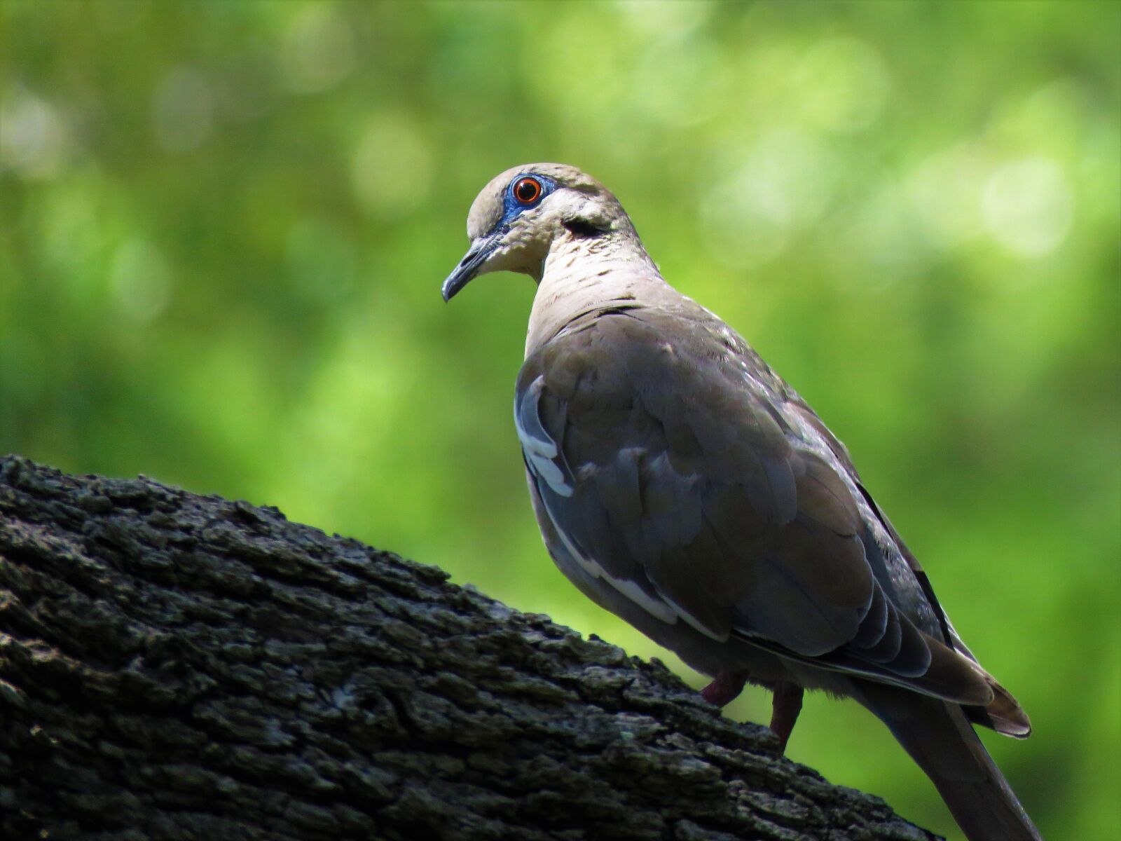Canon PowerShot SX60 HS sample photo. Bird, dove, wildlife photography