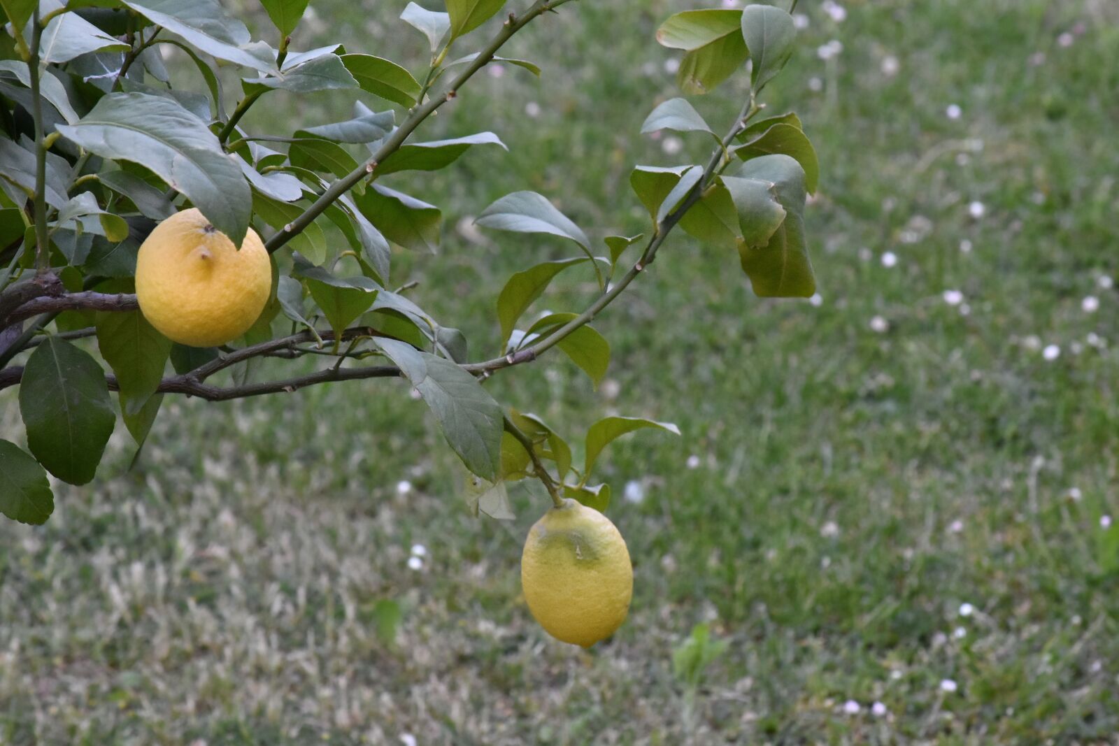 Nikon D5500 sample photo. Fruit, fruit tree, lemon photography
