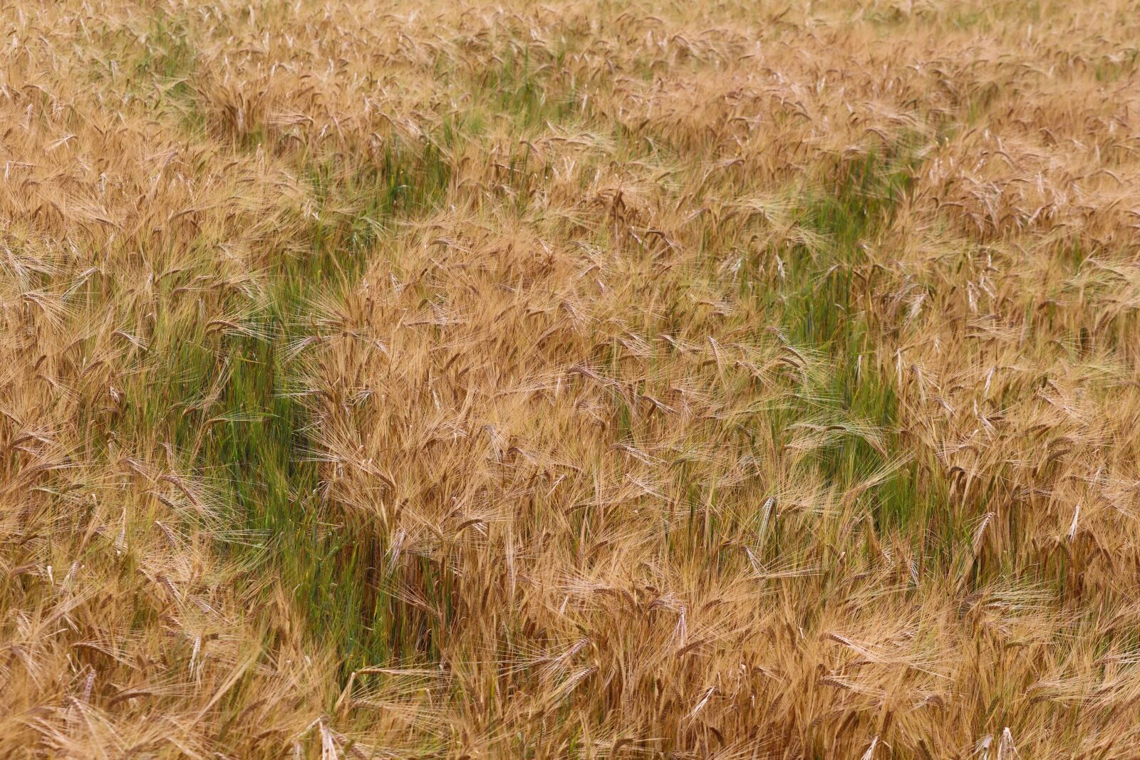 Canon EOS 200D (EOS Rebel SL2 / EOS Kiss X9) sample photo. Barley, barley field, traces photography