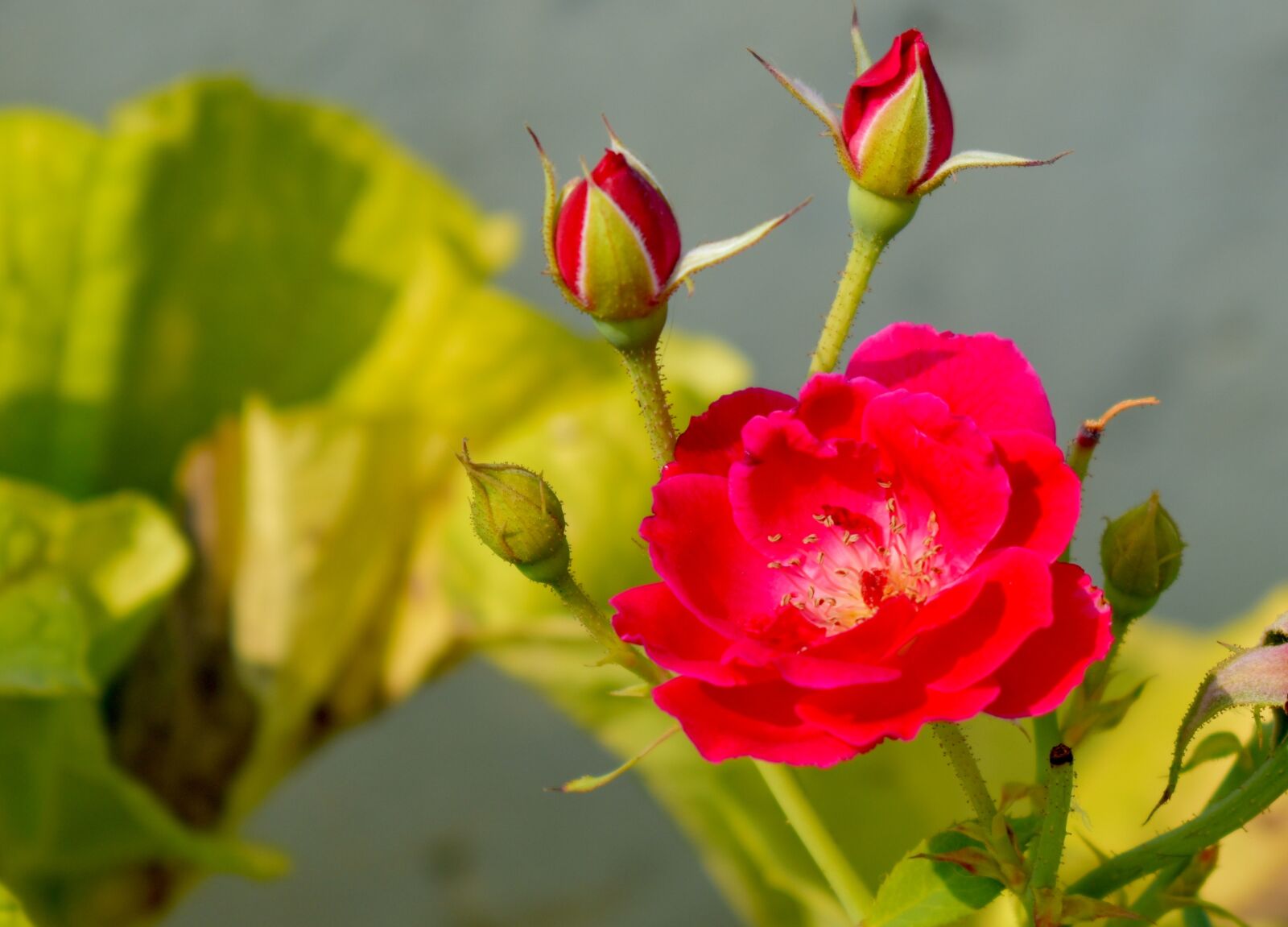 Nikon D5600 sample photo. Rose, buds, red rose photography