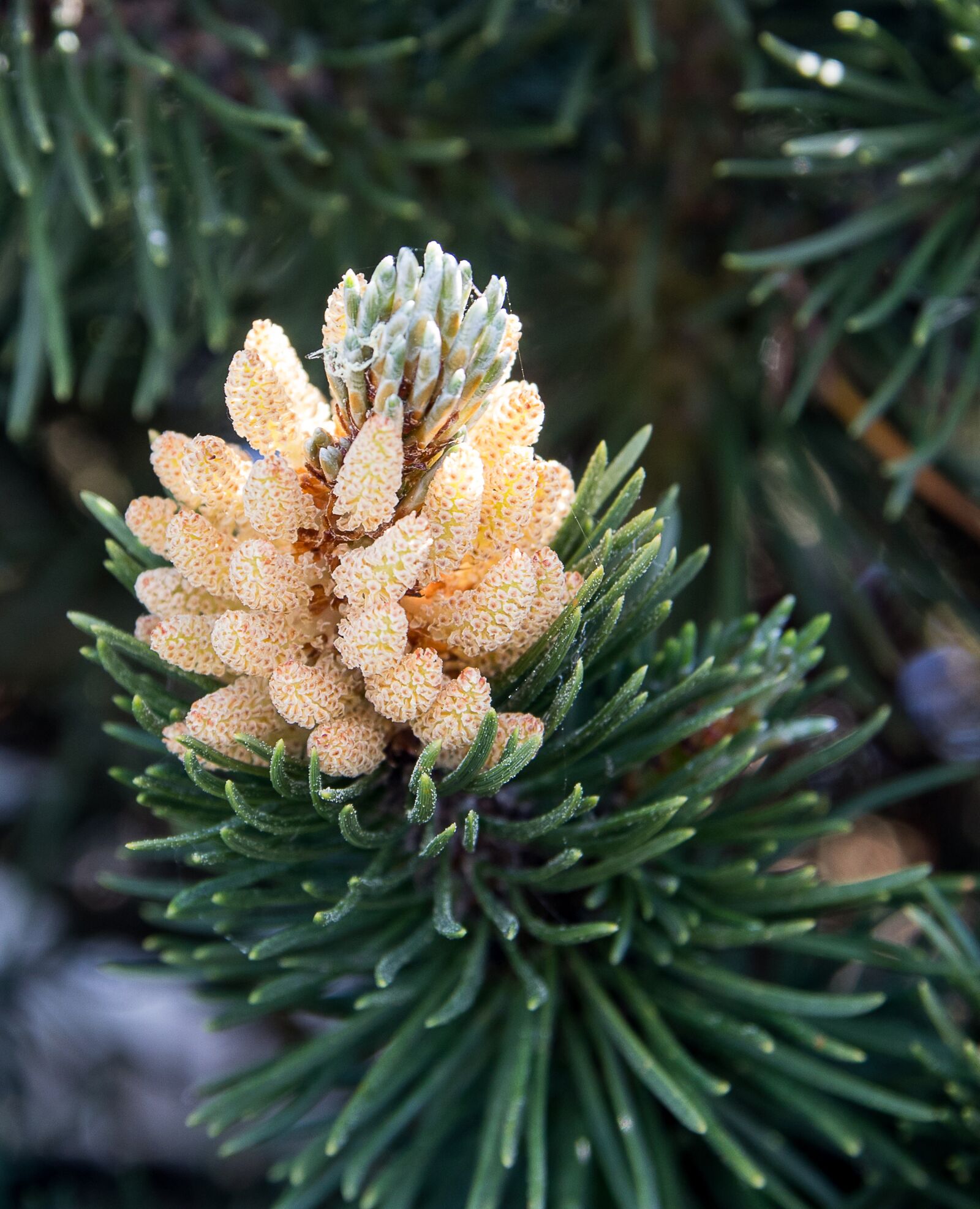 Canon EOS 80D sample photo. Pine branch, spruce, conifer photography