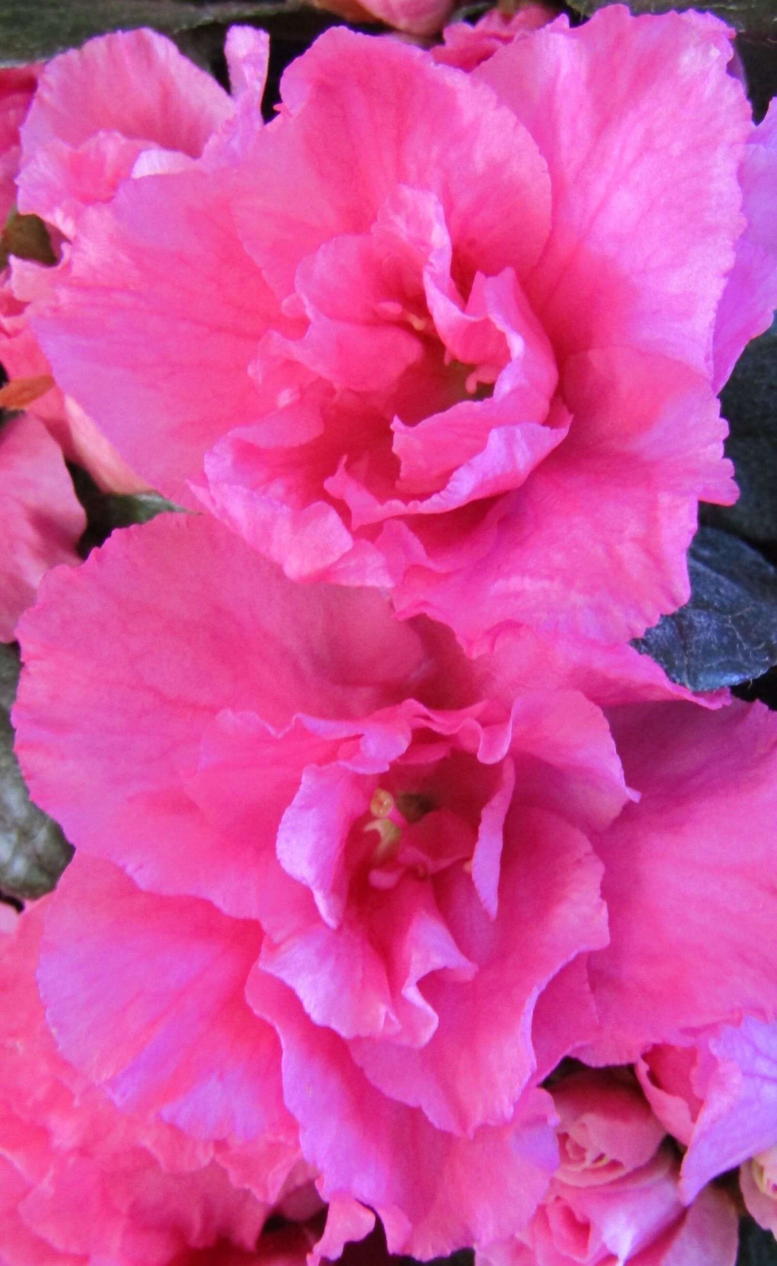 Canon POWERSHOT SX432 IS sample photo. Azalea, blossom, bloom photography