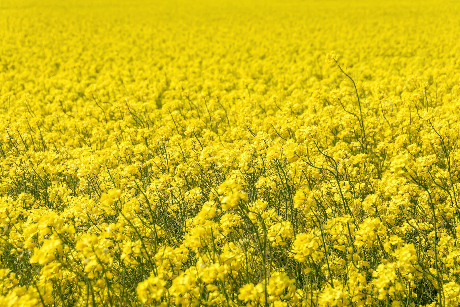 Nikon D7200 sample photo. Oilseed rape, bio, field photography