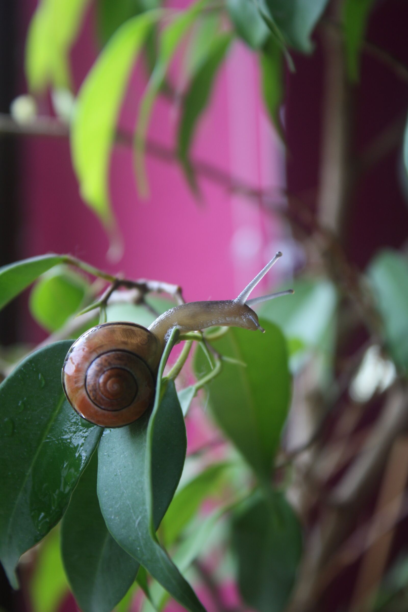 Canon EOS 1000D (EOS Digital Rebel XS / EOS Kiss F) sample photo. Snail, plant, nature photography