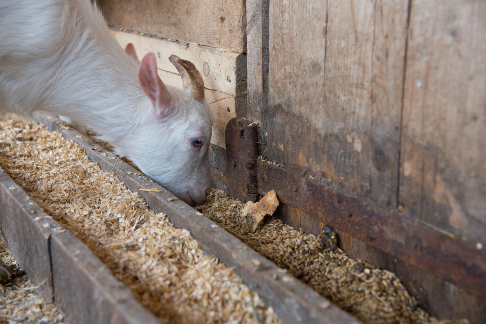 Nikon D750 sample photo. The kid, goat, eating photography