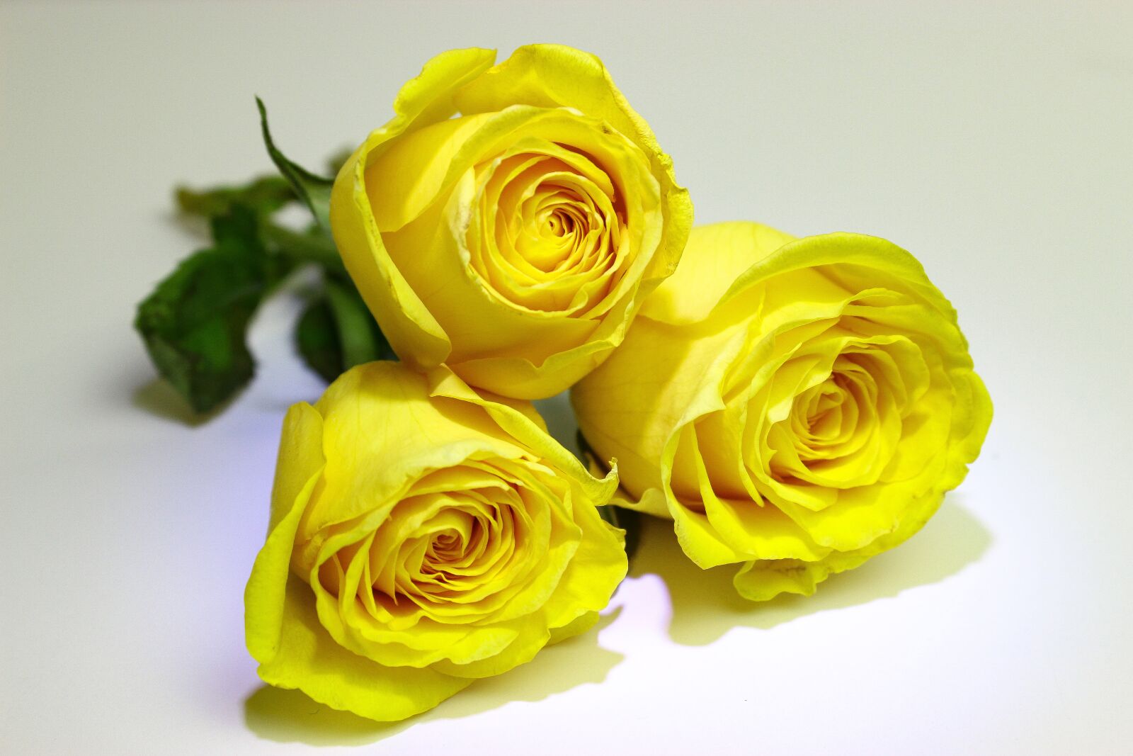 Canon EOS 600D (Rebel EOS T3i / EOS Kiss X5) sample photo. Roses, yellow, yellow roses photography