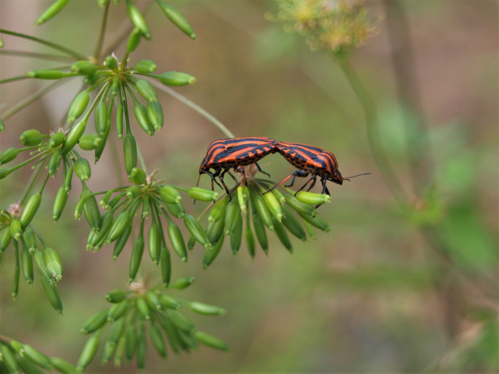 Olympus E-420 (EVOLT E-420) sample photo. Bugs, stripes bugs, insect photography