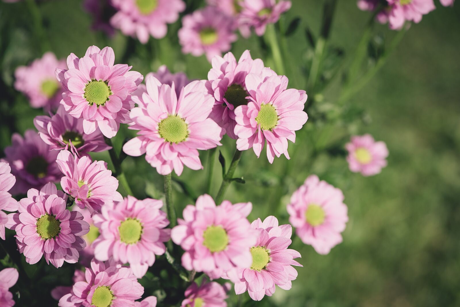 Nikon D750 sample photo. Flowers, pink, pink flowers photography