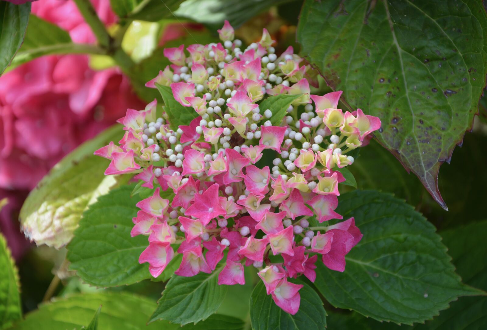 Nikon D5200 sample photo. Hydrangea, flowers, small photography