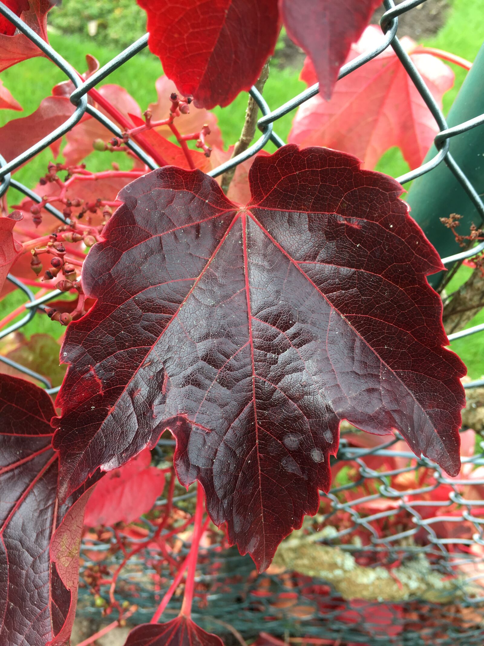 Apple iPhone 6s sample photo. Autumn leaf, colorful, autumn photography