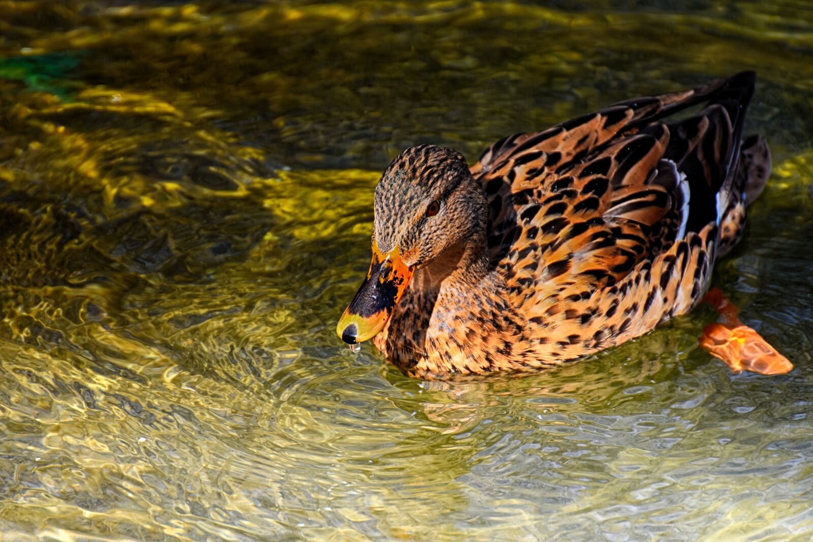 Nikon D7200 sample photo. Mallard, duck, bird photography
