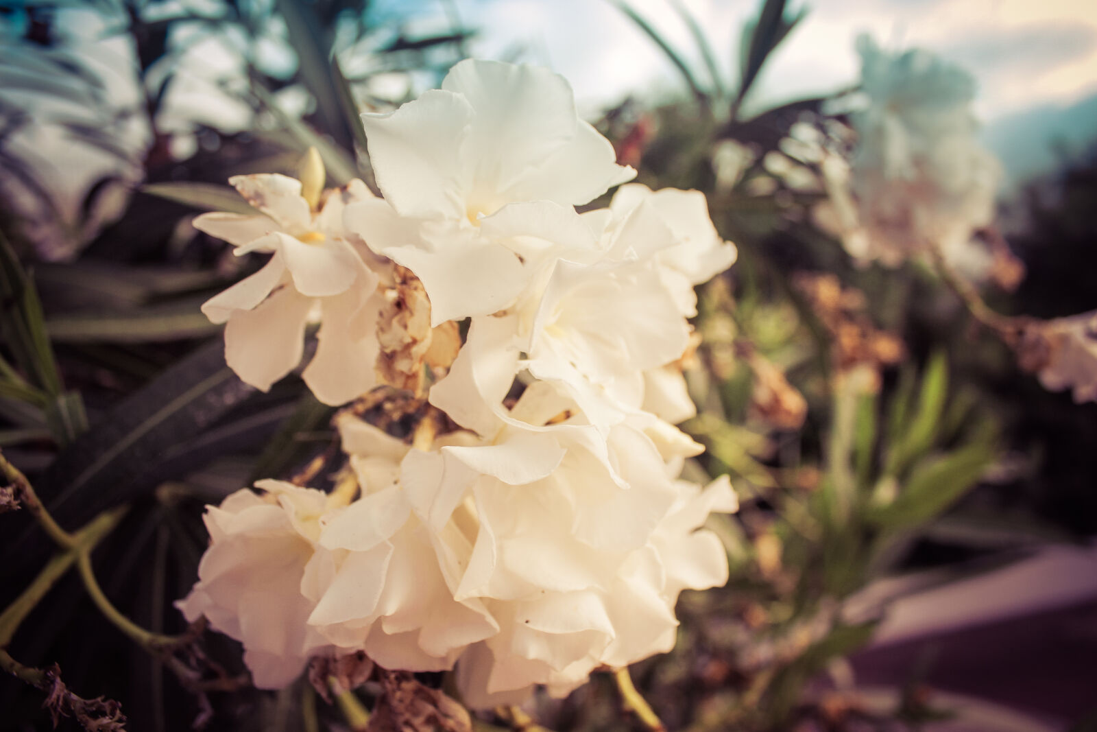 Canon EOS 500D (EOS Rebel T1i / EOS Kiss X3) sample photo. Beauty, blossom, flowers, nature photography