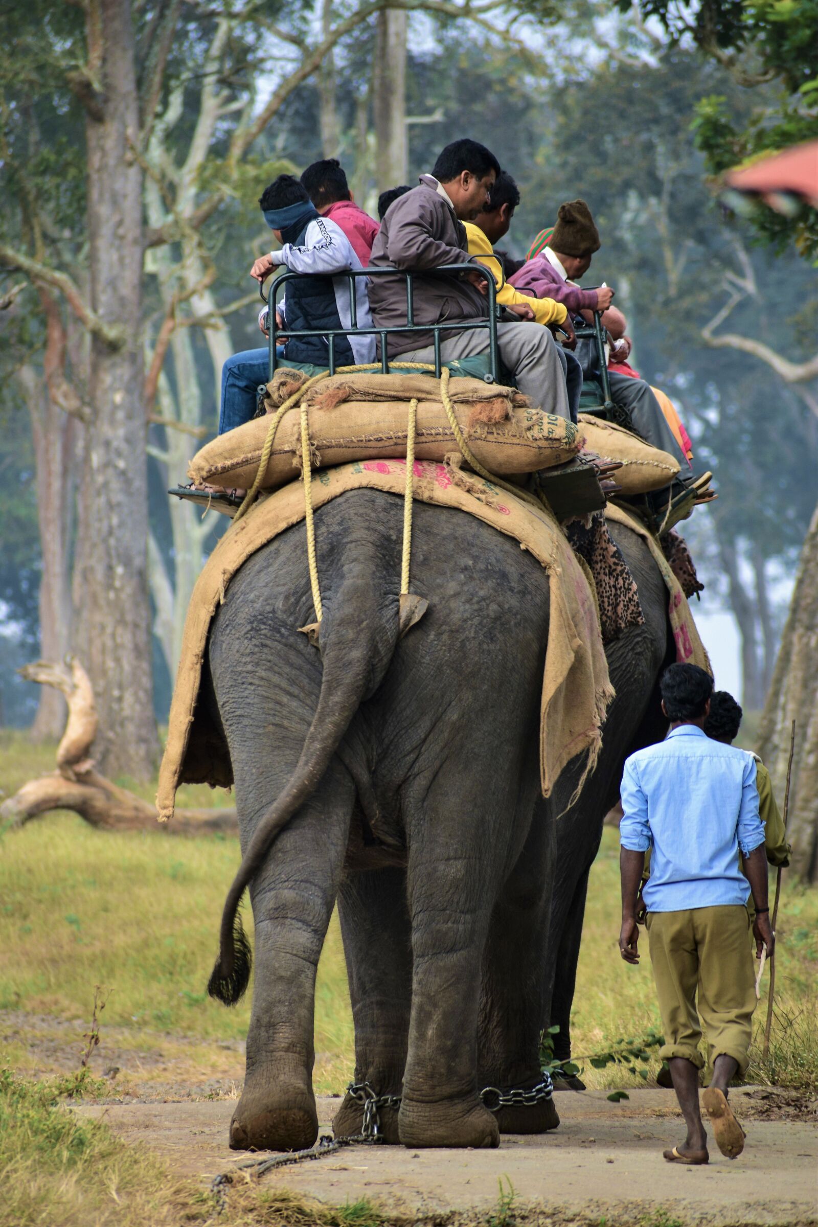 Nikon D3500 sample photo. Elephant, elephant camp, elephant photography