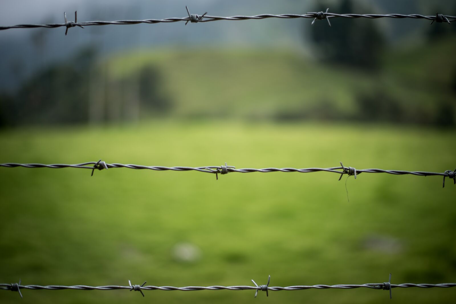 Nikon D610 sample photo. Barbed wire, fence, nature photography