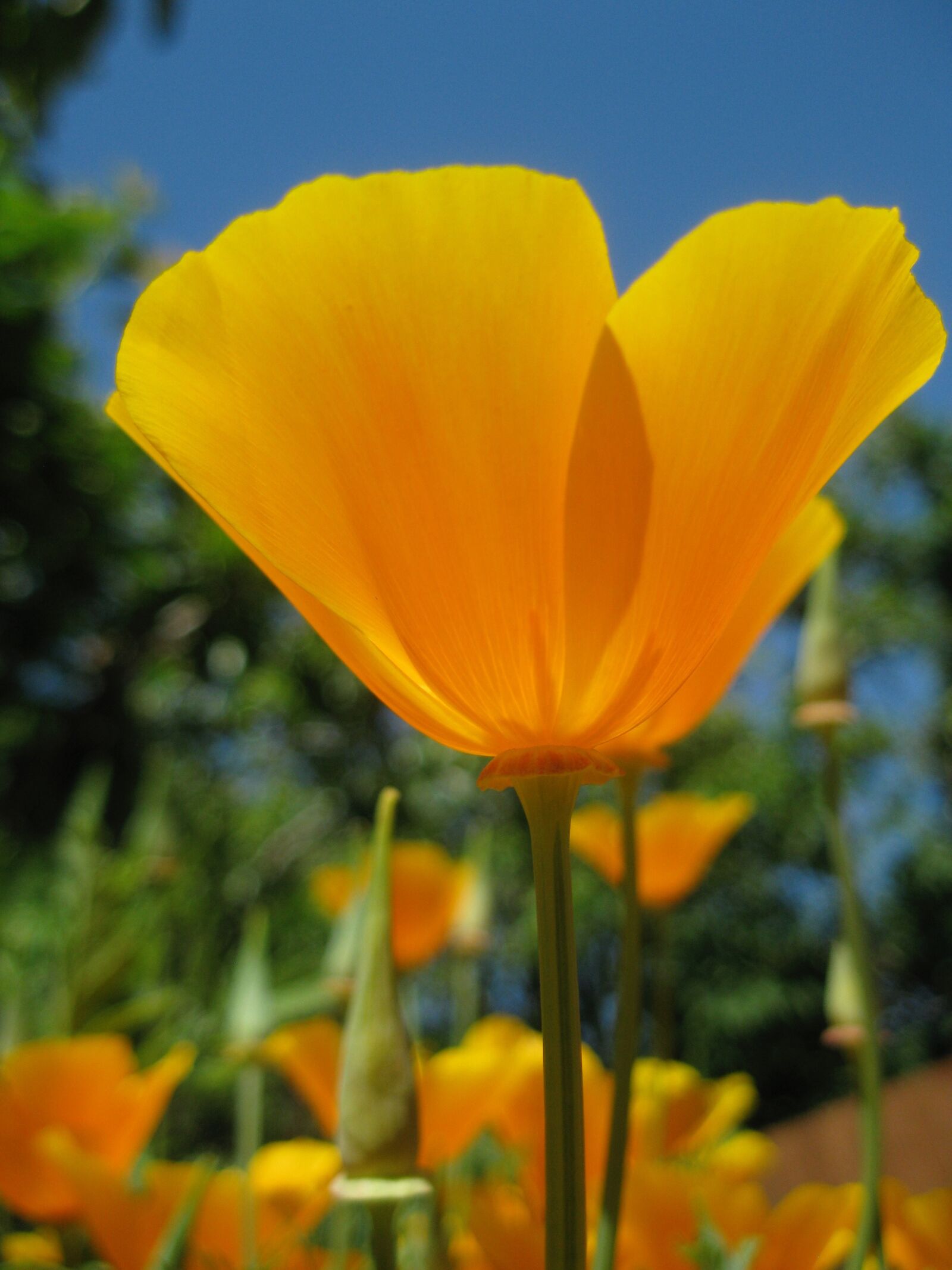 Canon PowerShot A1000 IS sample photo. Californian poppy, orange, summer photography