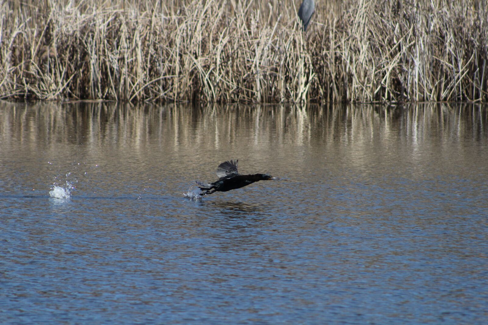 Canon EOS 1200D (EOS Rebel T5 / EOS Kiss X70 / EOS Hi) sample photo. Bird, water, splash photography