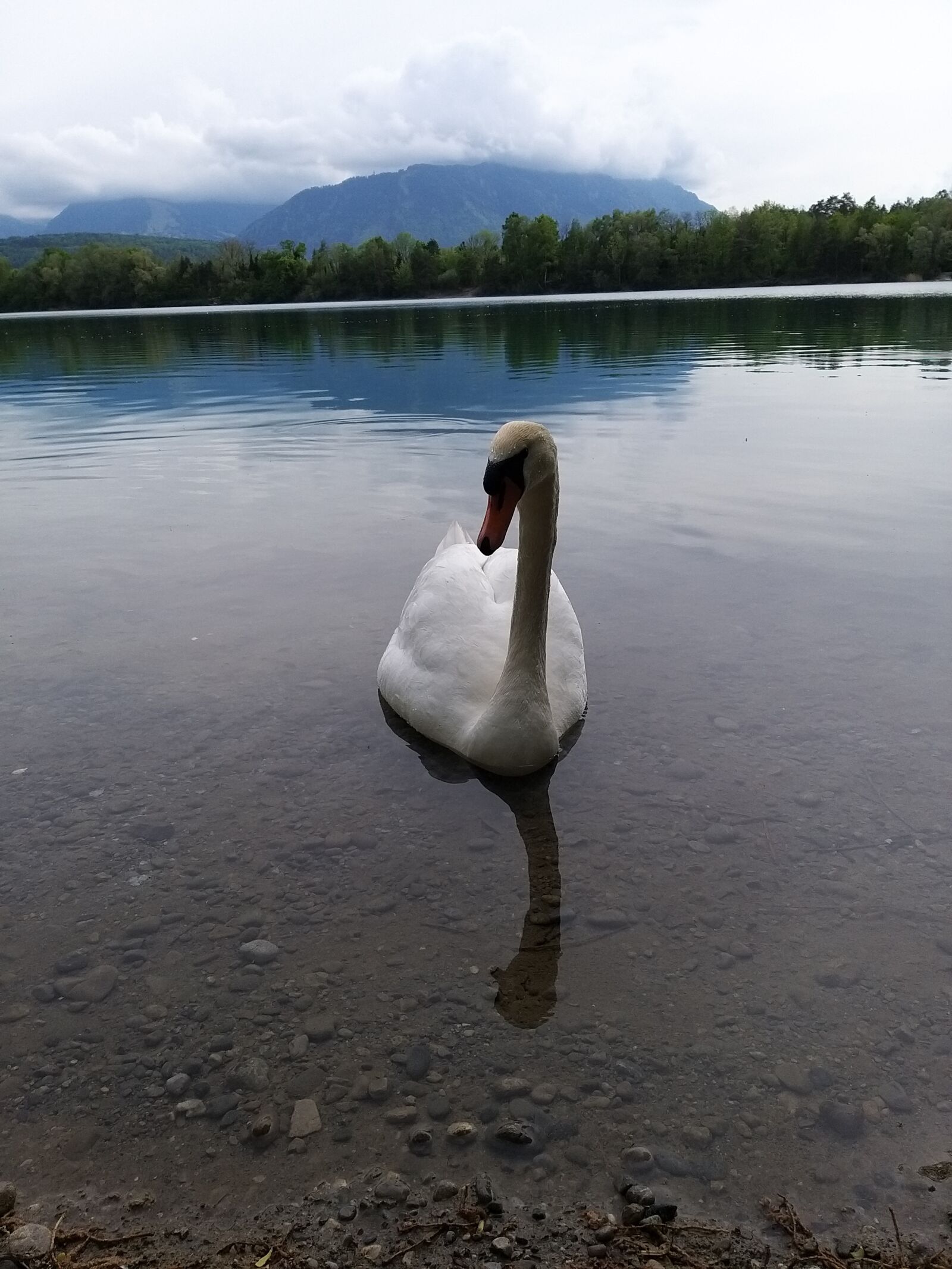 Samsung Galaxy A9 (2018) sample photo. Swan, lake, water photography
