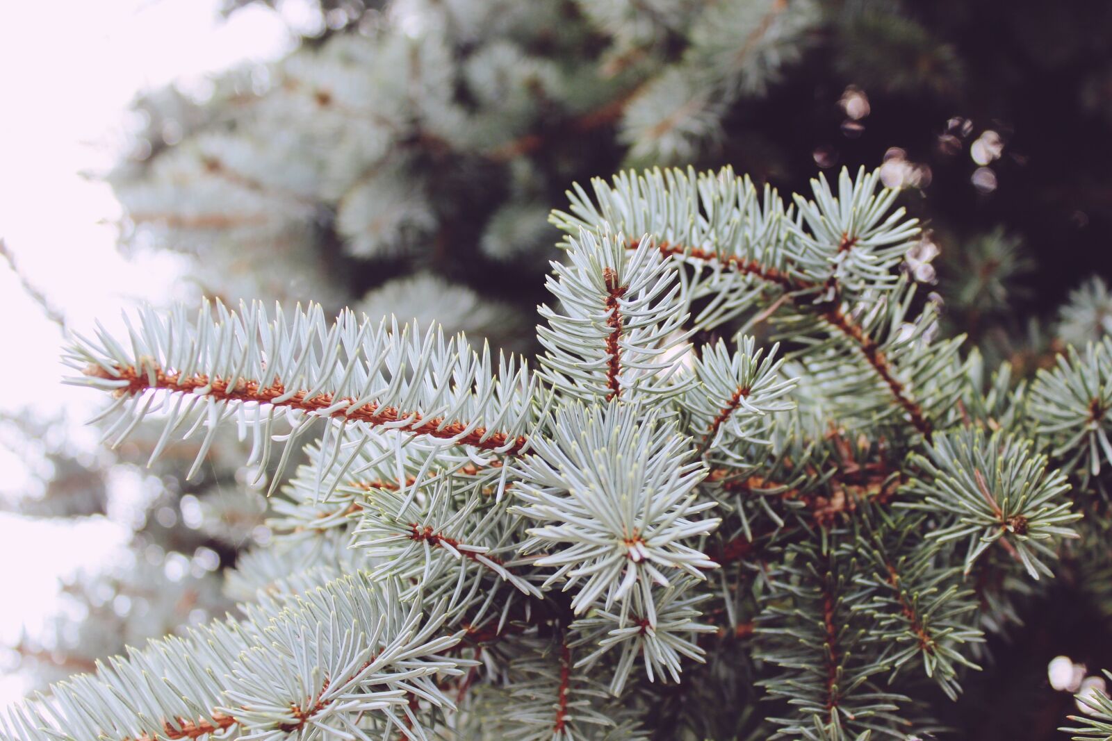 Canon EOS 1200D (EOS Rebel T5 / EOS Kiss X70 / EOS Hi) sample photo. Conifer, needles, tree photography