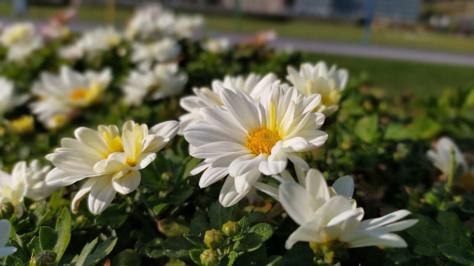 Xiaomi Redmi Note 8 sample photo. Flower, offer, garden photography