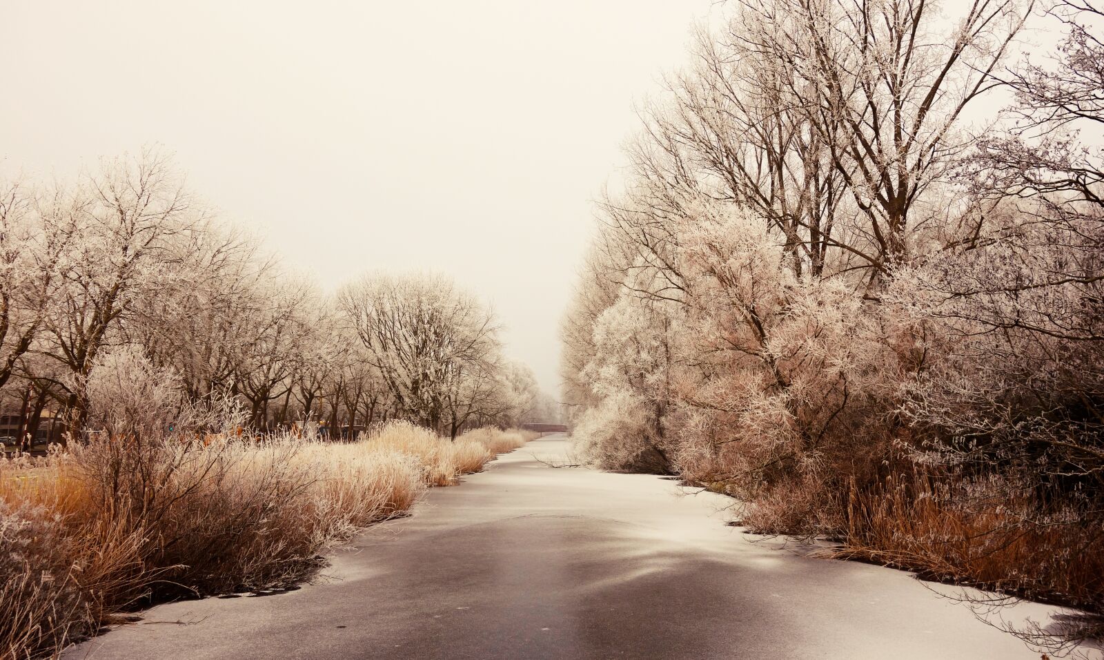 Sony Cyber-shot DSC-RX100 sample photo. Frozen, hoarfrost, ice photography