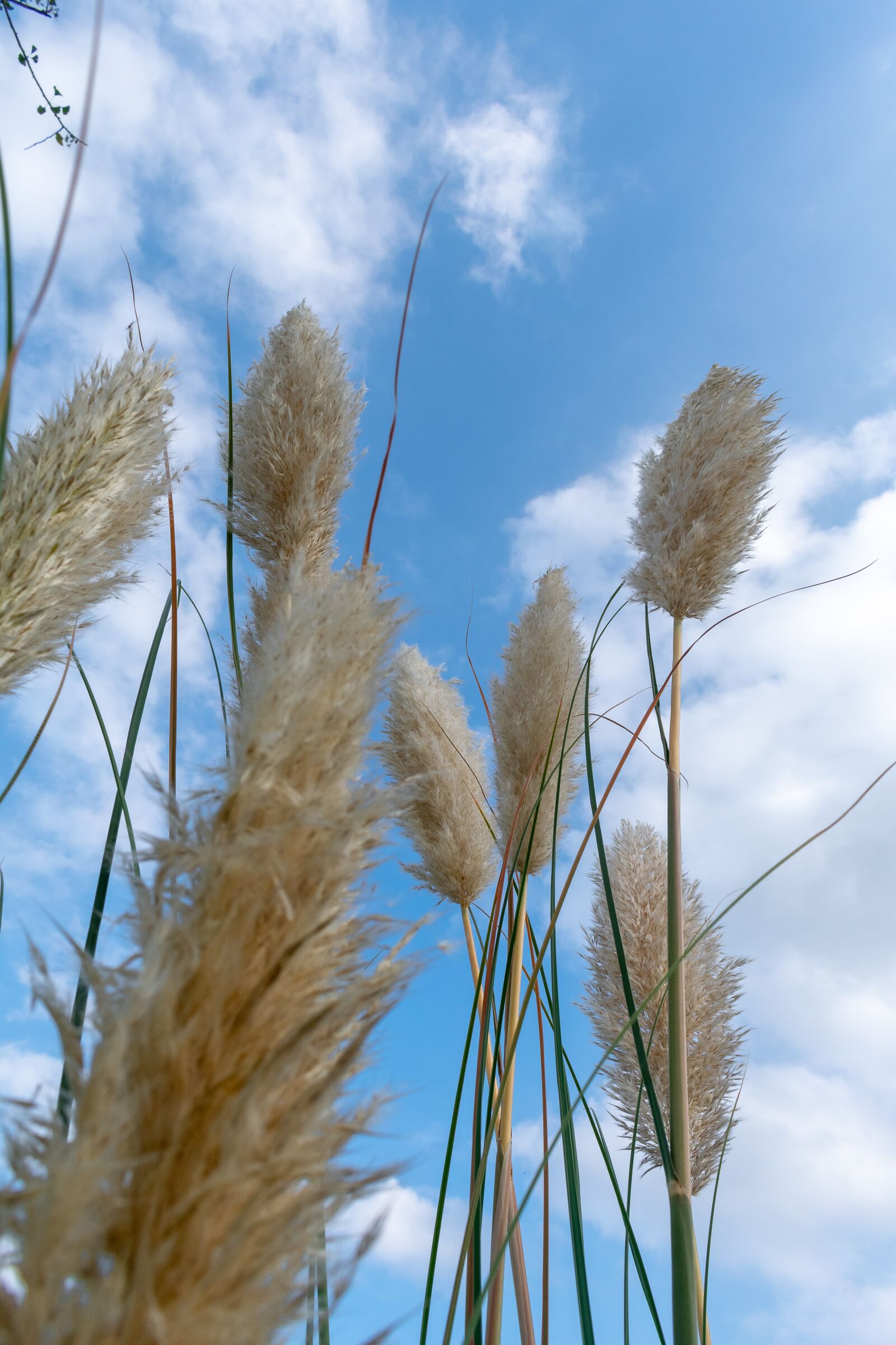 Nikon D3400 sample photo. Grass, thatched, thatched flower photography