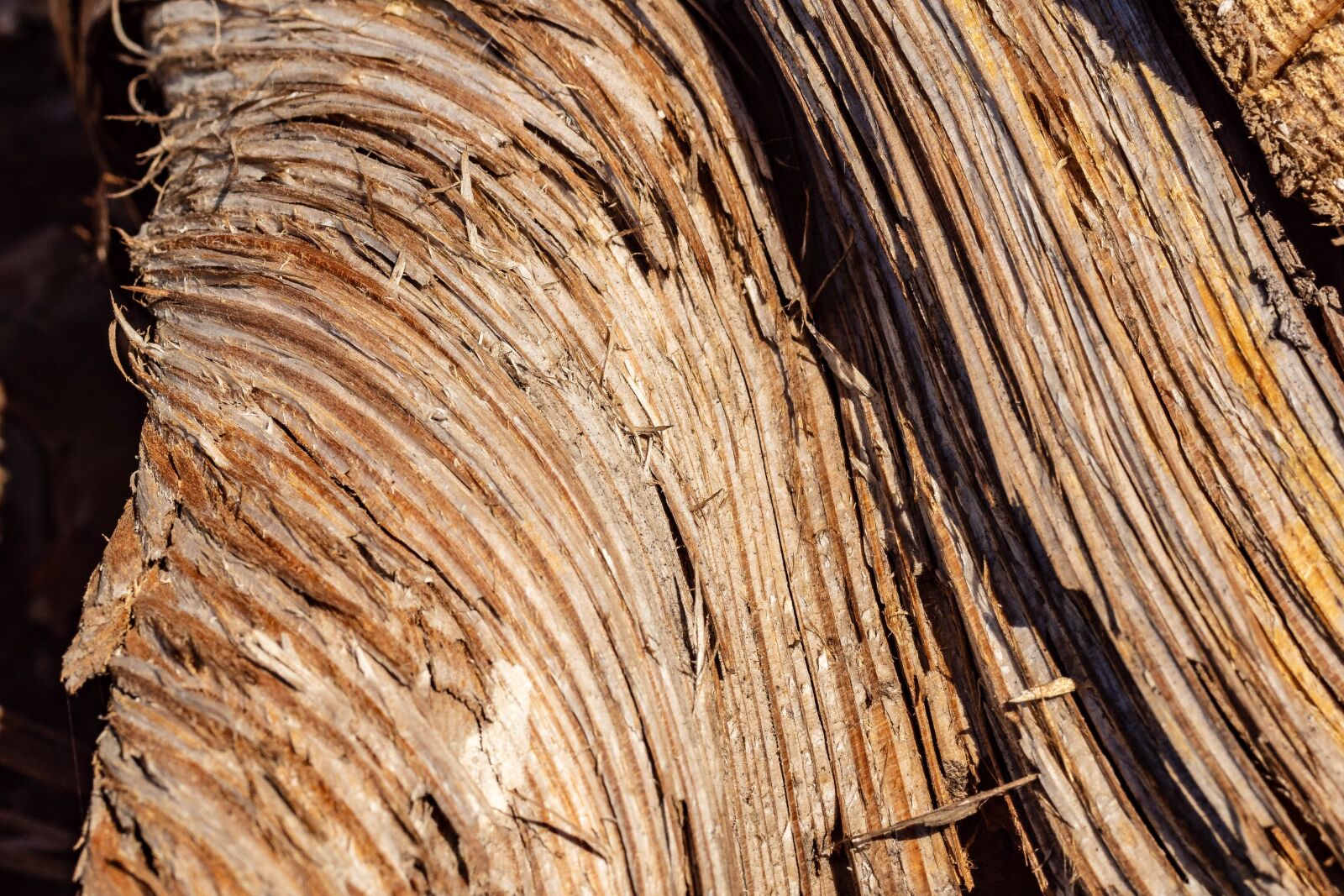 MACRO 50mm F2.8 sample photo. Wood, structure, grain photography