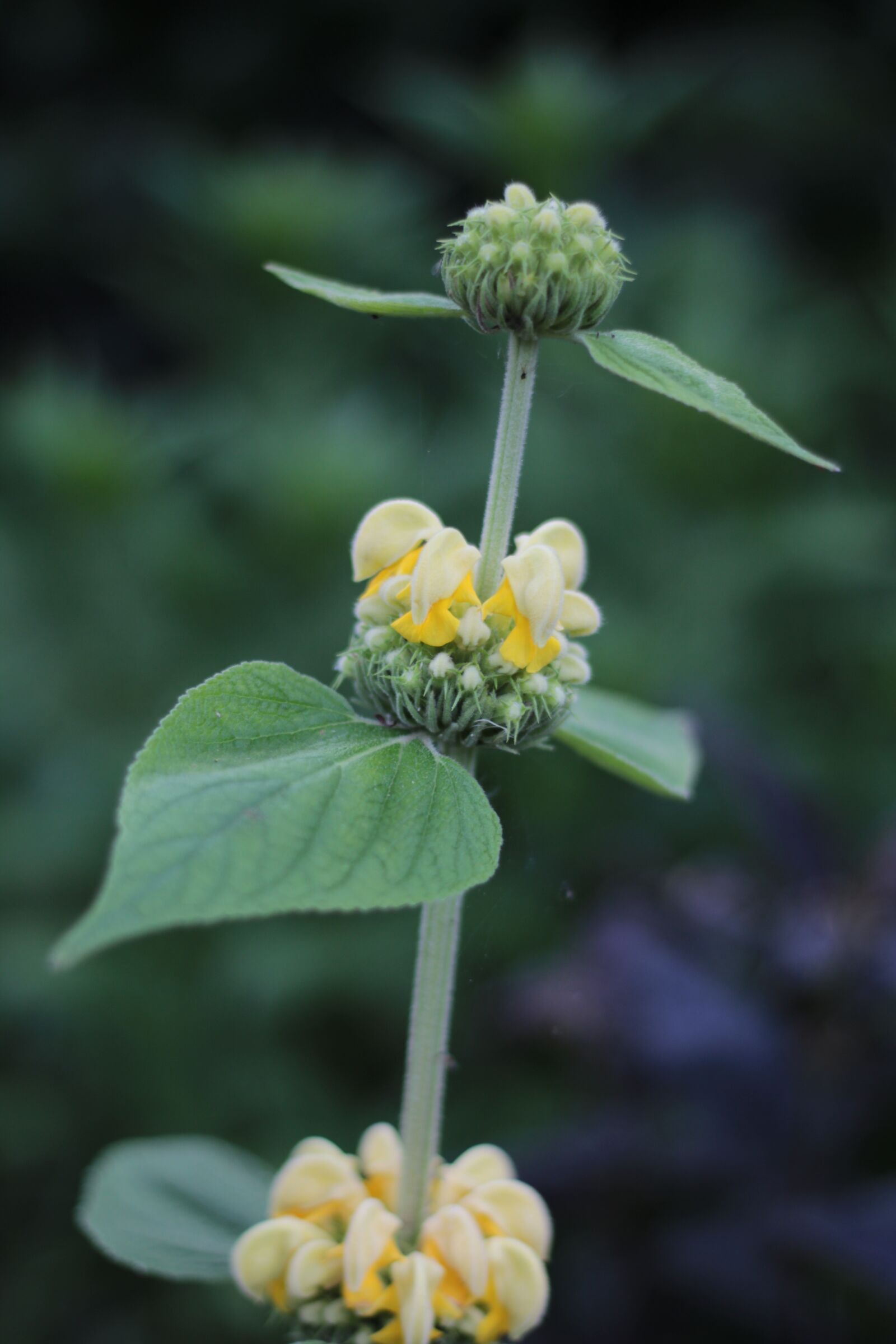 Canon EOS 600D (Rebel EOS T3i / EOS Kiss X5) + Canon EF 50mm F1.8 STM sample photo. Phlomis russeliana, fire herb photography