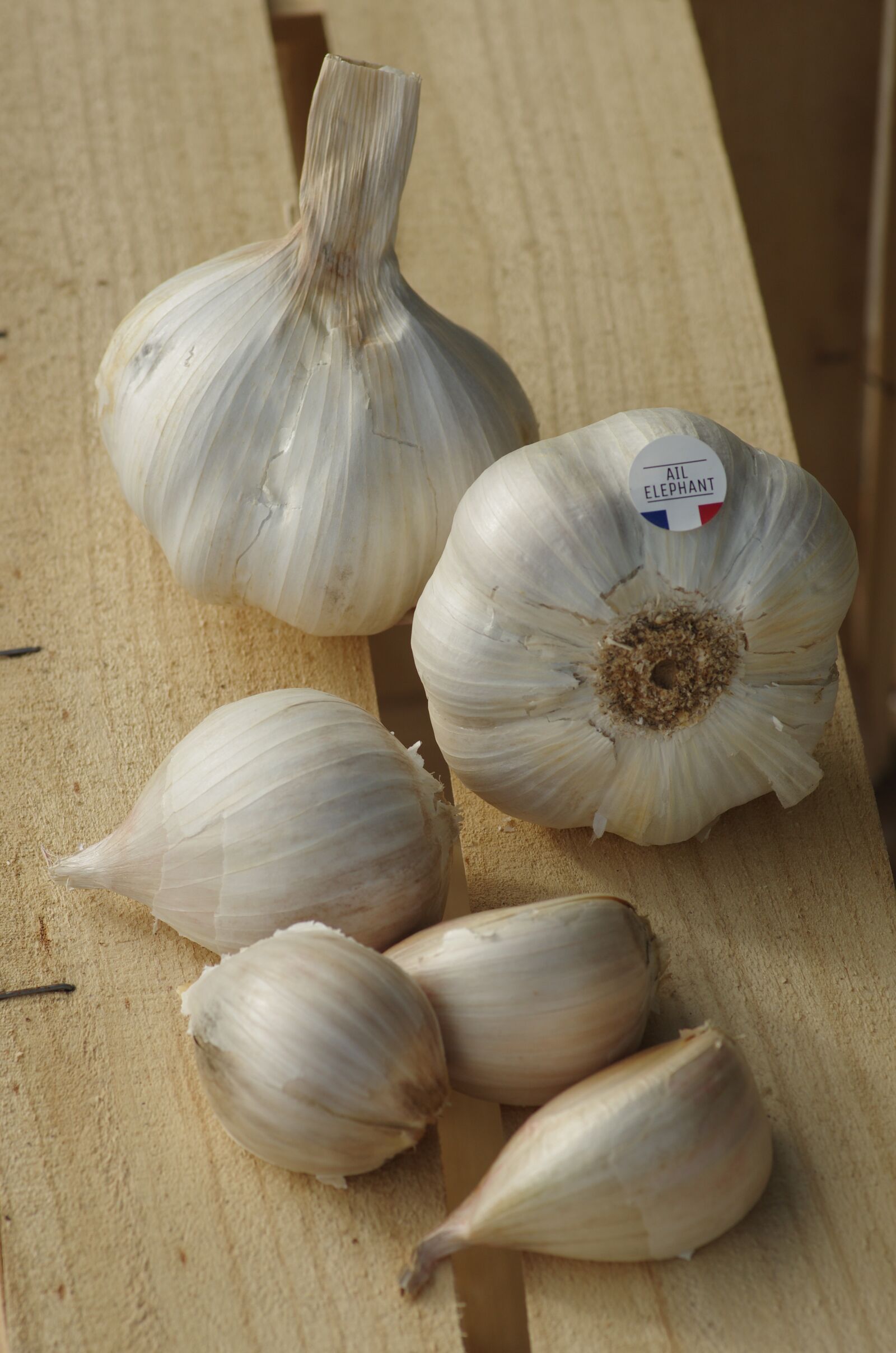Pentax K-5 II sample photo. Garlic, garlic elephant, garlic photography