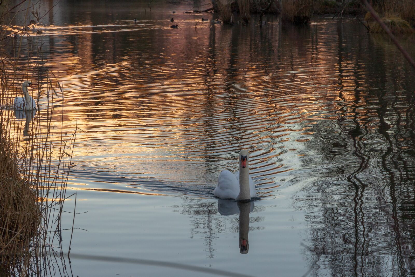 Canon EOS 6D Mark II sample photo. Swan, lake, mirroring photography