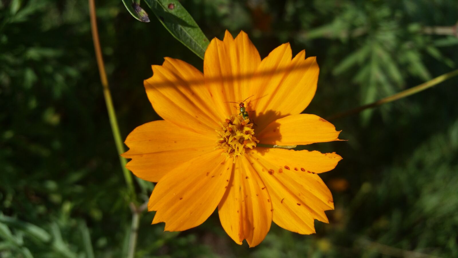 Samsung Galaxy S5 sample photo. Flower, yellow, bug photography