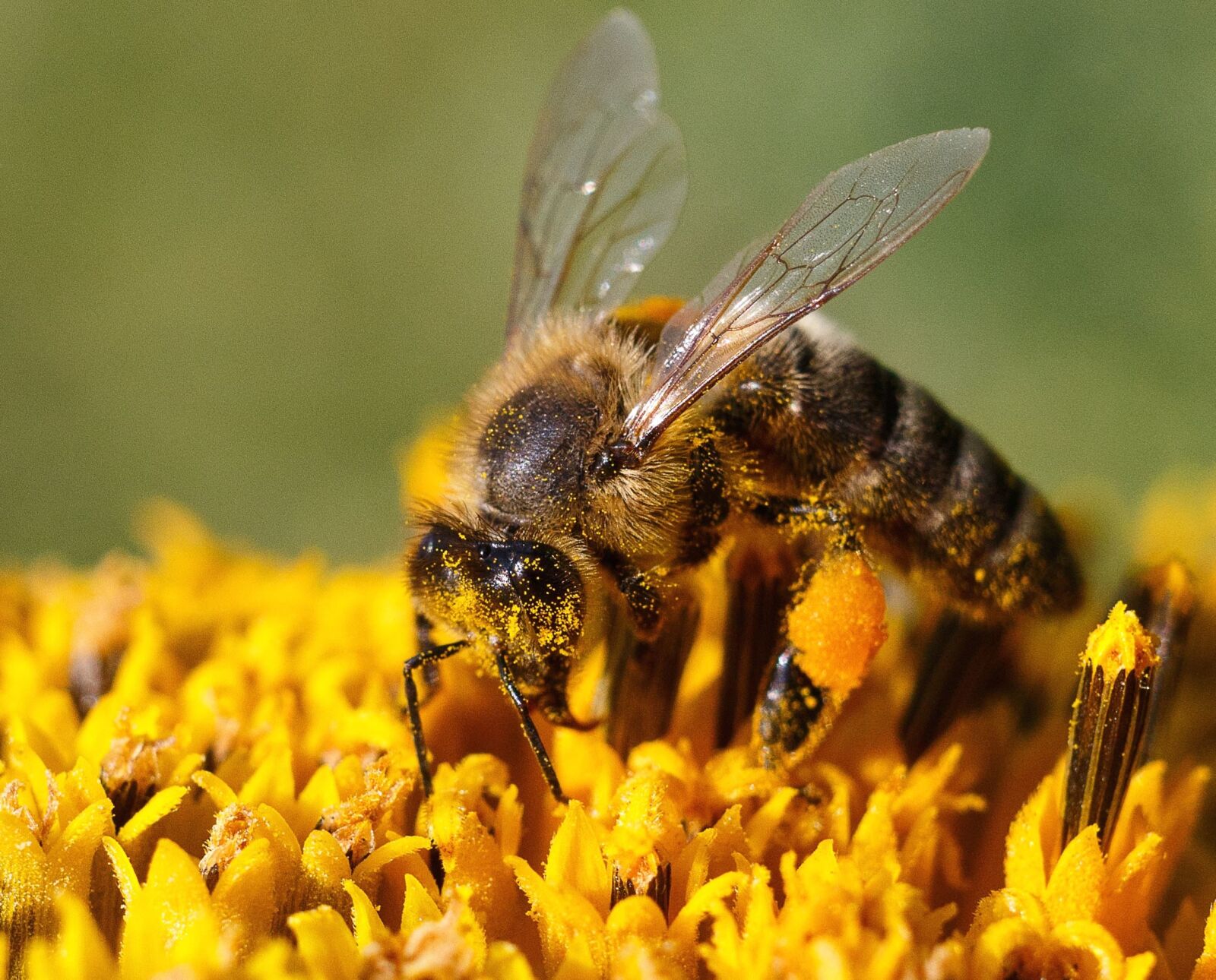 Canon EOS 100D (EOS Rebel SL1 / EOS Kiss X7) sample photo. Bee, pollen, flower, nectar photography