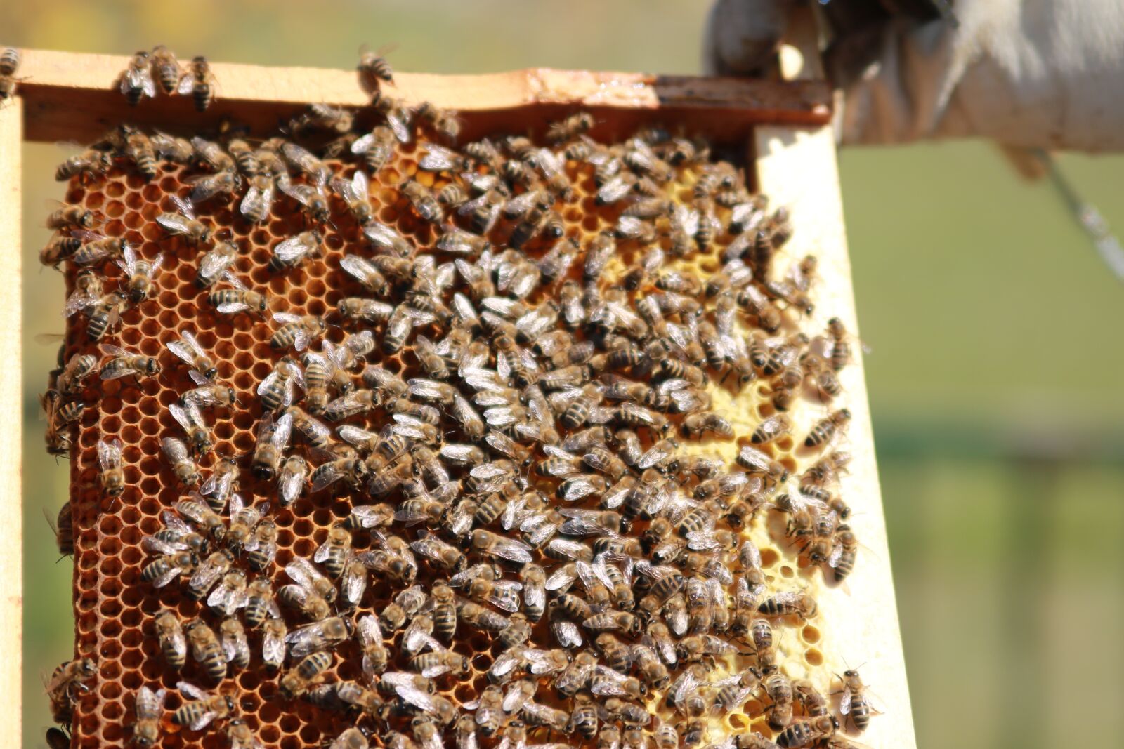 Canon EOS 750D (EOS Rebel T6i / EOS Kiss X8i) sample photo. Bees, combs, honey photography